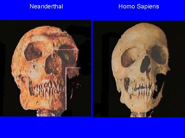 Neanderthal Homo Sapiens 