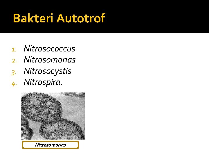 Bakteri Autotrof 1. 2. 3. 4. Nitrosococcus Nitrosomonas Nitrosocystis Nitrospira. Nitrosomonas 