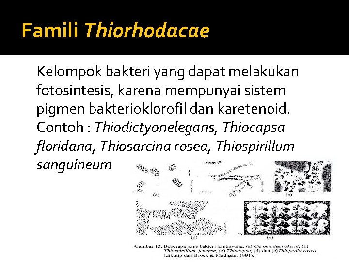 Famili Thiorhodacae Kelompok bakteri yang dapat melakukan fotosintesis, karena mempunyai sistem pigmen bakterioklorofil dan