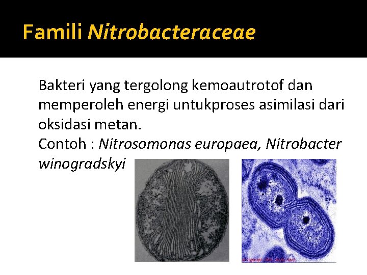 Famili Nitrobacteraceae Bakteri yang tergolong kemoautrotof dan memperoleh energi untukproses asimilasi dari oksidasi metan.