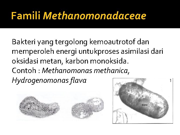 Famili Methanomonadaceae Bakteri yang tergolong kemoautrotof dan memperoleh energi untukproses asimilasi dari oksidasi metan,