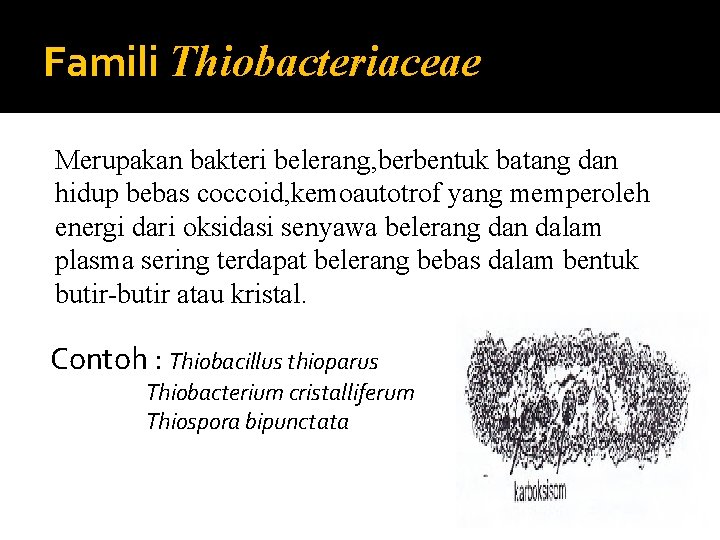 Famili Thiobacteriaceae Merupakan bakteri belerang, berbentuk batang dan hidup bebas coccoid, kemoautotrof yang memperoleh
