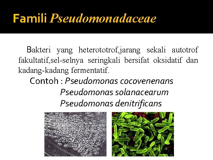 Famili Pseudomonadaceae Bakteri yang heterototrof, jarang sekali autotrof fakultatif, sel-selnya seringkali bersifat oksidatif dan