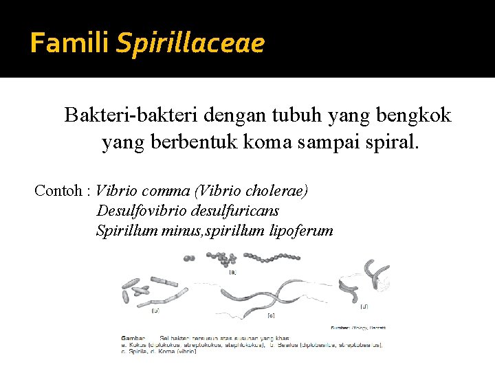 Famili Spirillaceae Bakteri-bakteri dengan tubuh yang bengkok yang berbentuk koma sampai spiral. Contoh :