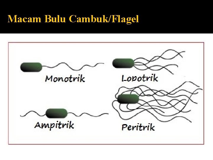 Macam Bulu Cambuk/Flagel 