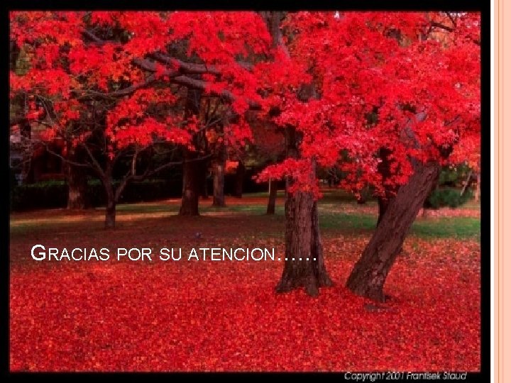 GRACIAS POR SU ATENCION…… 