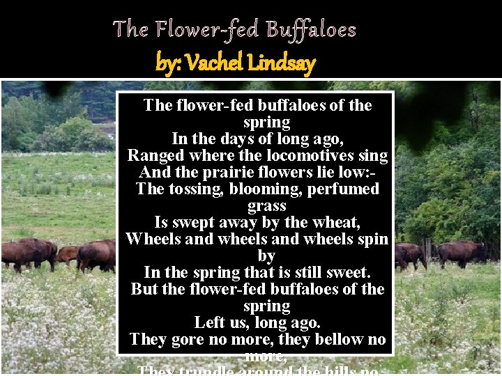 The Flower-fed Buffaloes by: Vachel Lindsay The flower-fed buffaloes of the spring In the