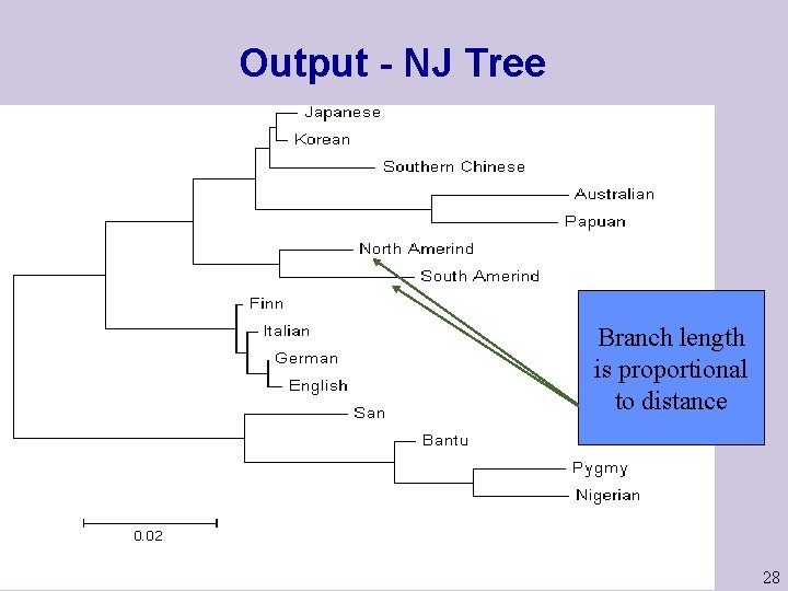 Output - NJ Tree Branch length is proportional to distance 28 Output - NJ Tree Branch length is proportional to distance 28