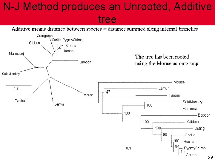 N-J Method produces an Unrooted, Additive tree 29 N-J Method produces an Unrooted, Additive tree 29