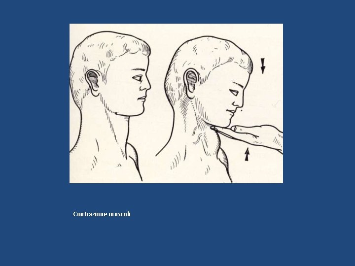 Contrazione muscoli 