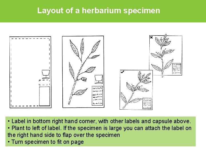 Layout of a herbarium specimen • Label in bottom right hand corner, with other
