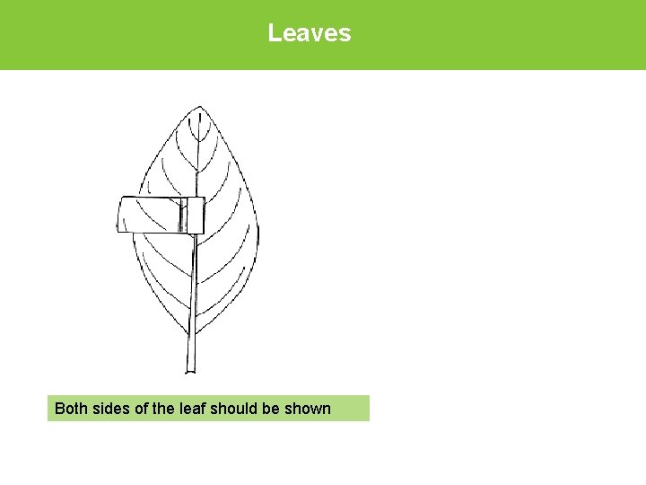 Leaves Both sides of the leaf should be shown 