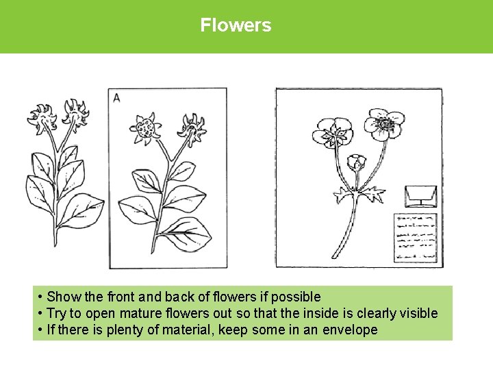 Flowers • Show the front and back of flowers if possible • Try to
