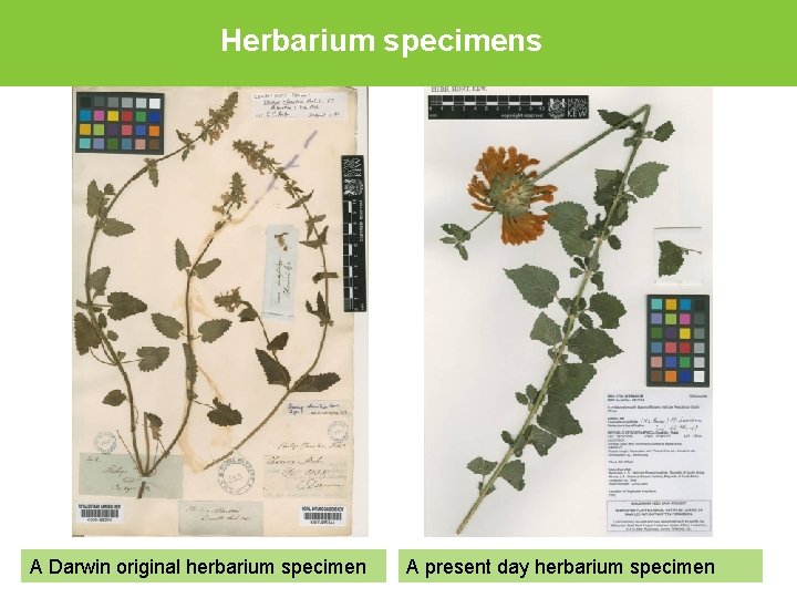 Herbarium specimens A Darwin original herbarium specimen A present day herbarium specimen 
