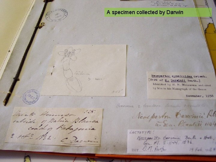 A specimen collected by Darwin 