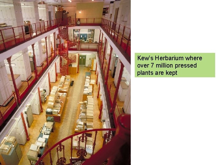 Kew’s Herbarium where over 7 million pressed plants are kept 