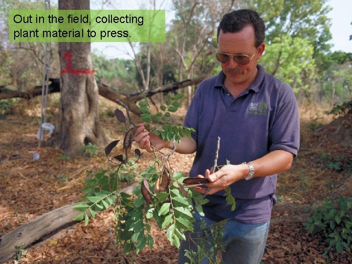 Out in the field, collecting plant material to press. • Out in the field