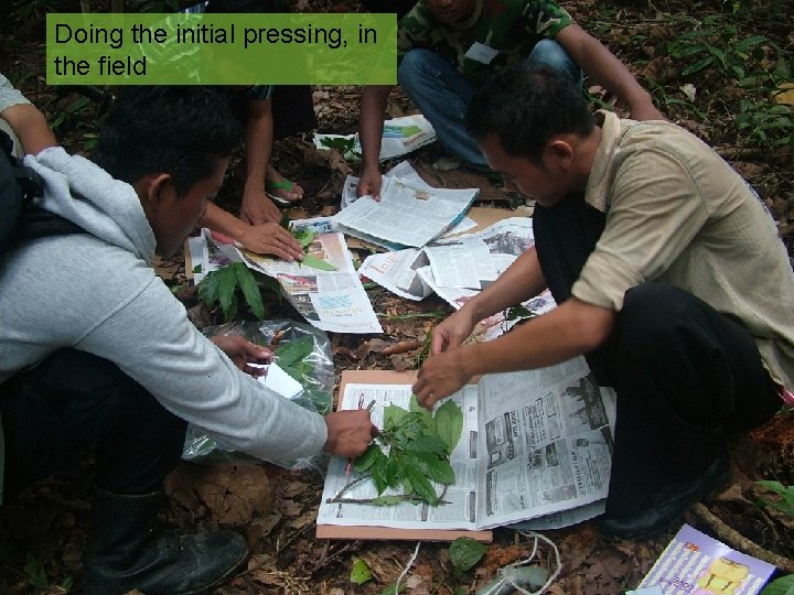 Doing the initial pressing, in the field 