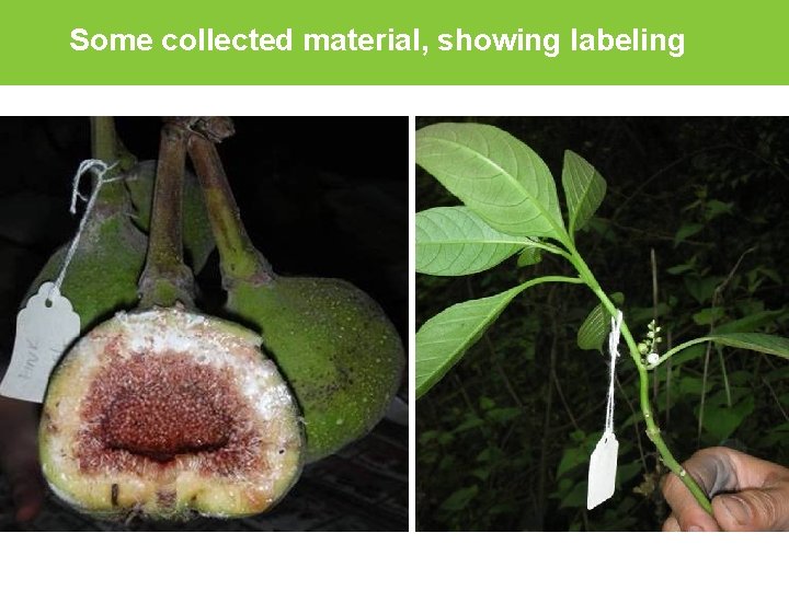 Some collected material, showing labeling 