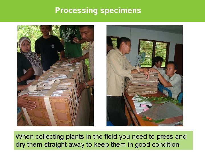 Processing specimens When collecting plants in the field you need to press and dry