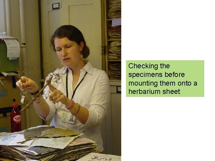 Checking the specimens before mounting them onto a herbarium sheet 
