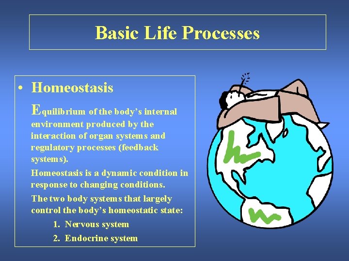 Basic Life Processes • Homeostasis Equilibrium of the body’s internal environment produced by the
