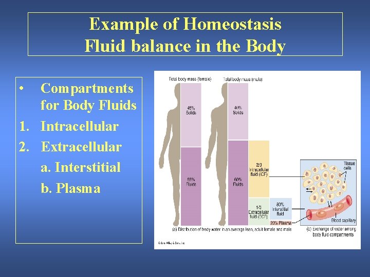 Example of Homeostasis Fluid balance in the Body • Compartments for Body Fluids 1.