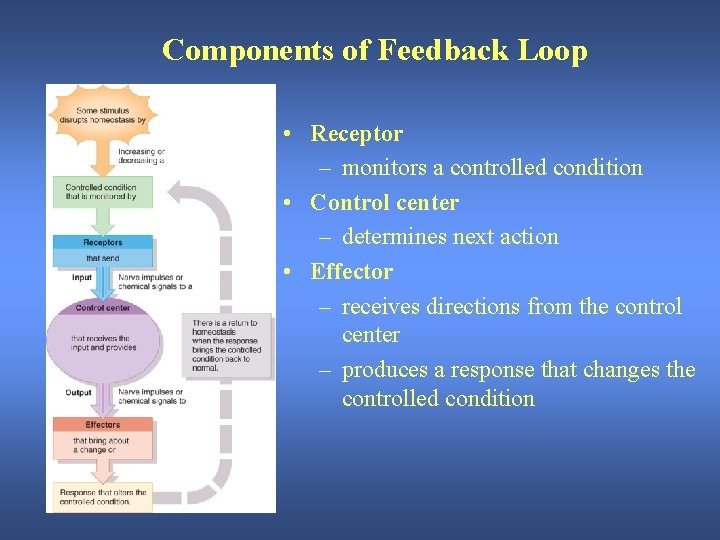 Components of Feedback Loop • Receptor – monitors a controlled condition • Control center