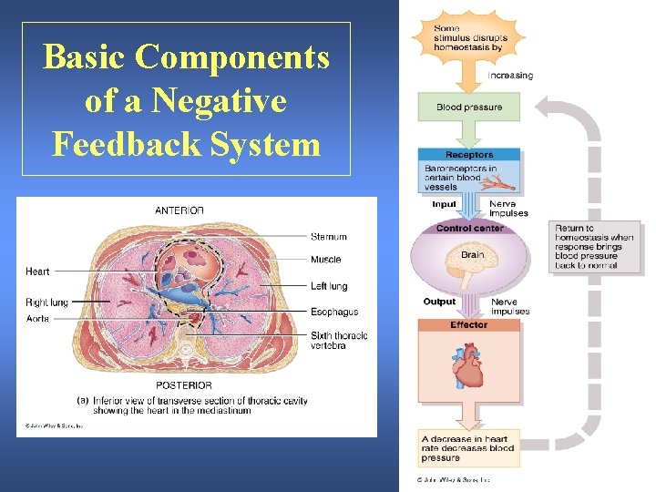 Basic Components of a Negative Feedback System 
