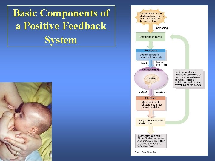 Basic Components of a Positive Feedback System 