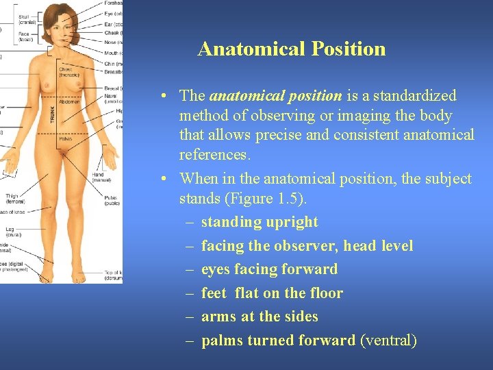 Anatomical Position • The anatomical position is a standardized method of observing or imaging