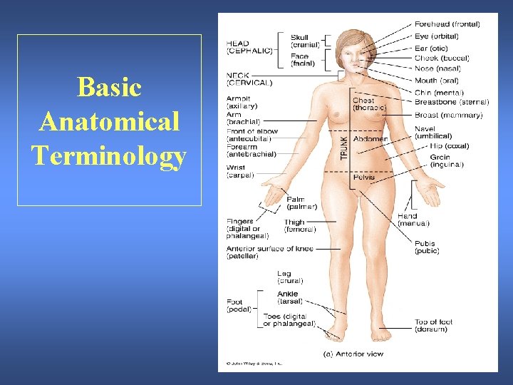 Basic Anatomical Terminology 