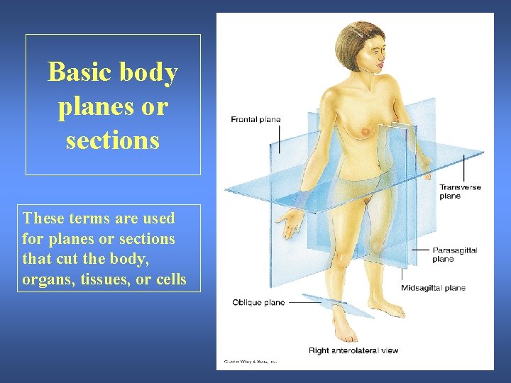 Basic body planes or sections These terms are used for planes or sections that