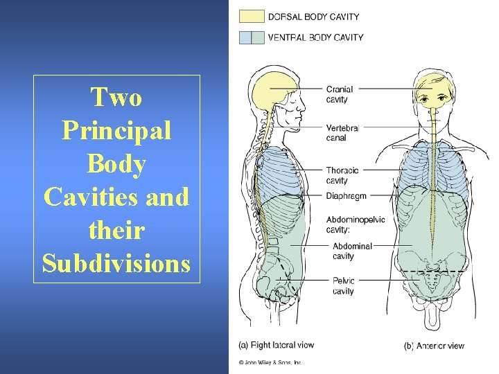 Two Principal Body Cavities and their Subdivisions 