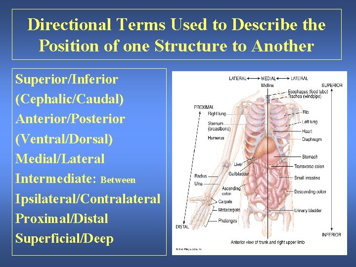 Directional Terms Used to Describe the Position of one Structure to Another Superior/Inferior (Cephalic/Caudal)