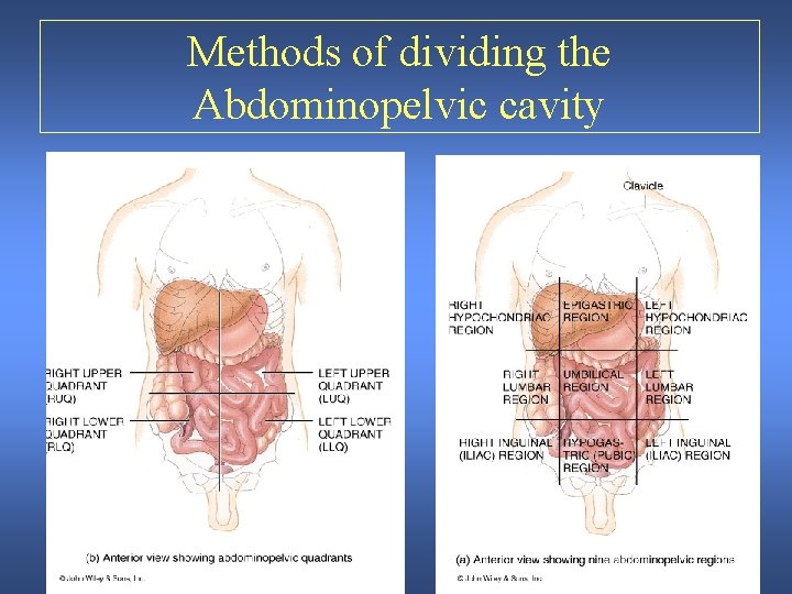 Methods of dividing the Abdominopelvic cavity 