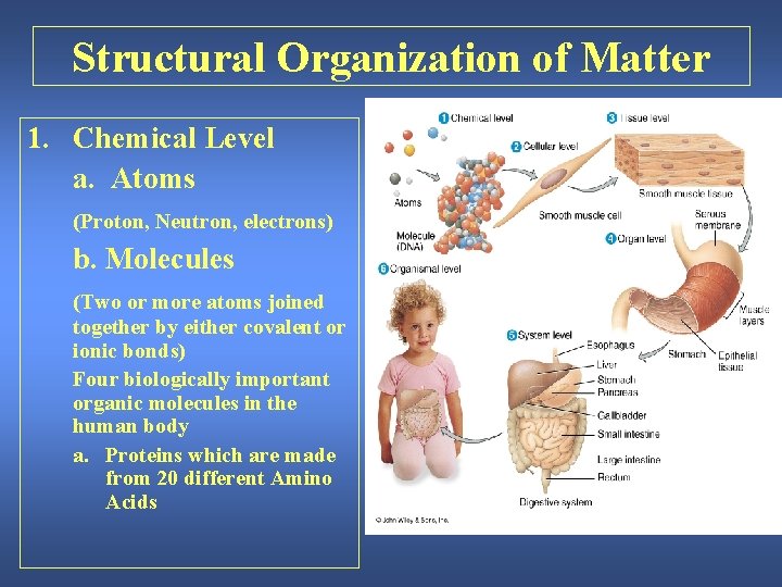 Structural Organization of Matter 1. Chemical Level a. Atoms (Proton, Neutron, electrons) b. Molecules