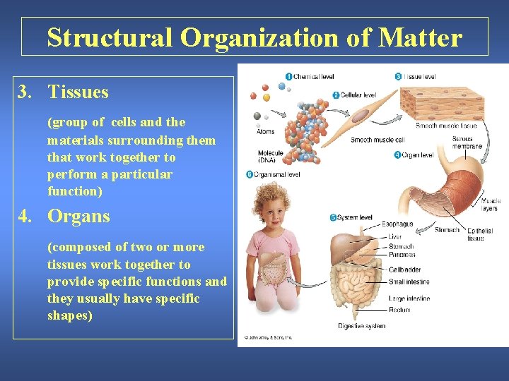 Structural Organization of Matter 3. Tissues (group of cells and the materials surrounding them