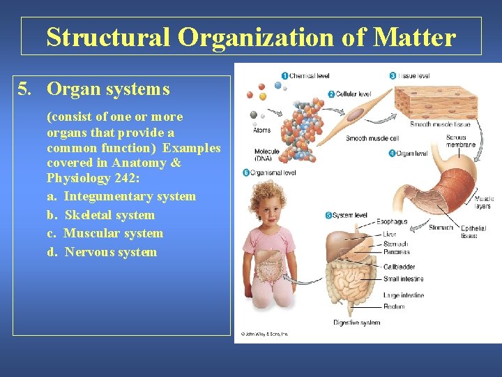 Structural Organization of Matter 5. Organ systems (consist of one or more organs that