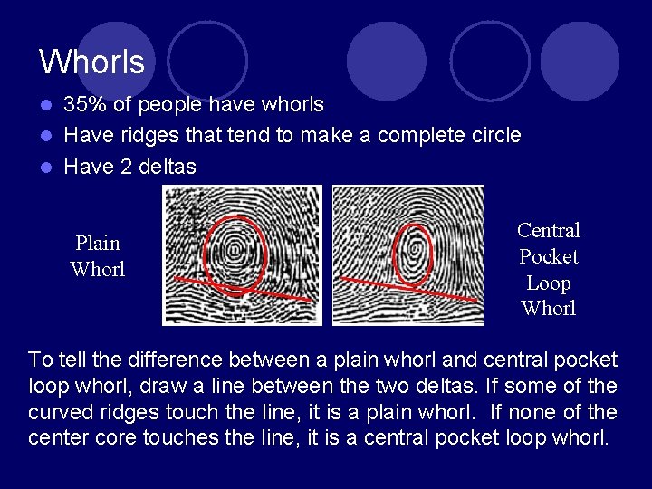 Whorls 35% of people have whorls l Have ridges that tend to make a