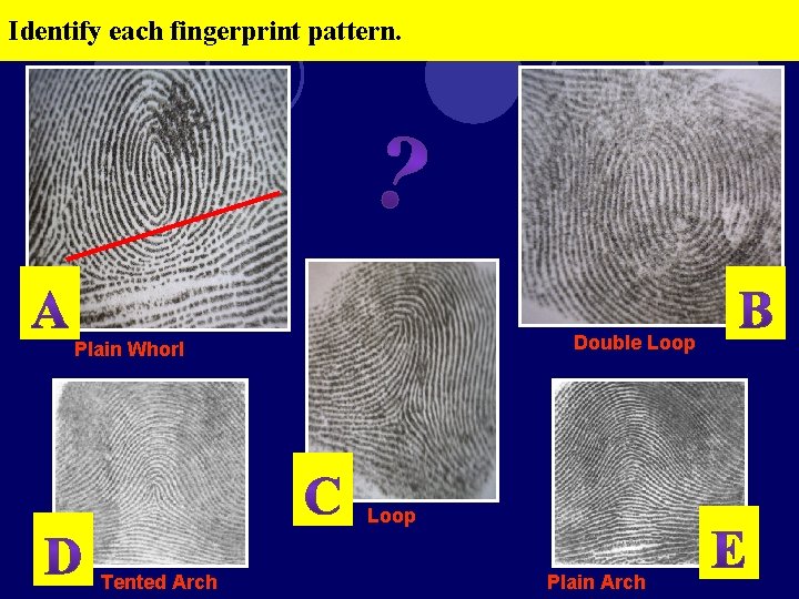 Identify each fingerprint pattern. Double Loop Plain Whorl Loop Tented Arch Plain Arch 