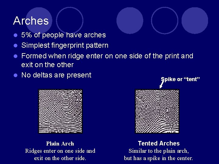 Arches 5% of people have arches l Simplest fingerprint pattern l Formed when ridge Arches 5% of people have arches l Simplest fingerprint pattern l Formed when ridge
