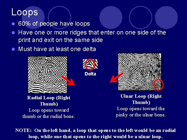 Loops 60% of people have loops l Have one or more ridges that enter Loops 60% of people have loops l Have one or more ridges that enter