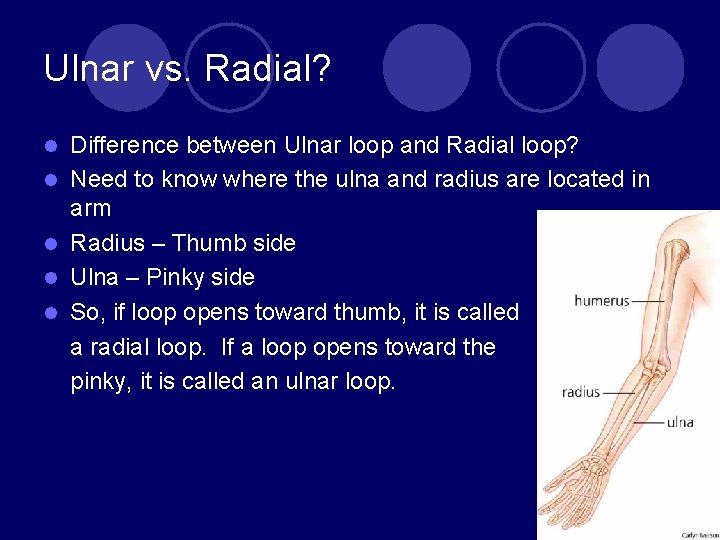 Ulnar vs. Radial? l l l Difference between Ulnar loop and Radial loop? Need