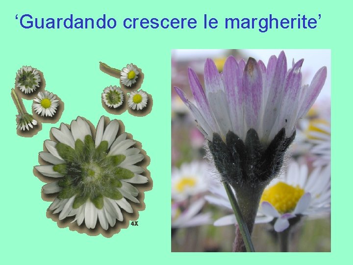 ‘Guardando crescere le margherite’ 