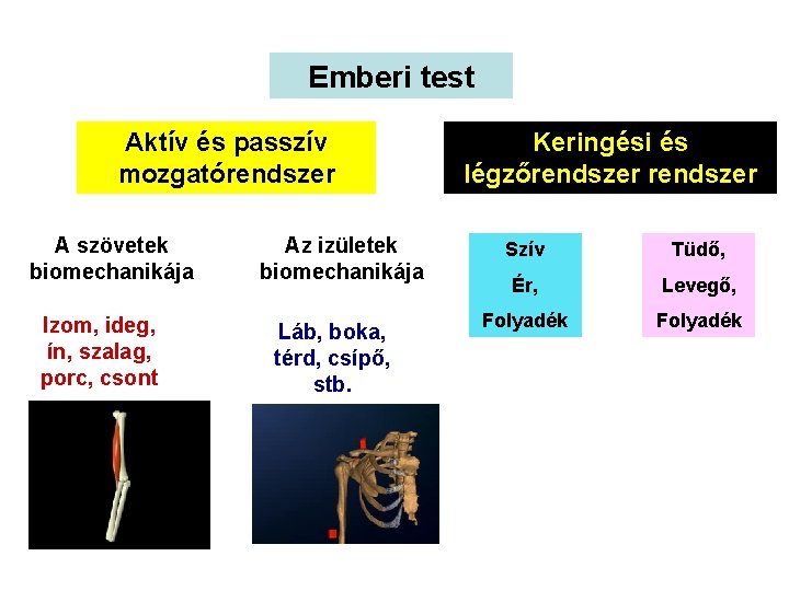 Emberi test Aktív és passzív mozgatórendszer A szövetek biomechanikája Izom, ideg, ín, szalag, porc,