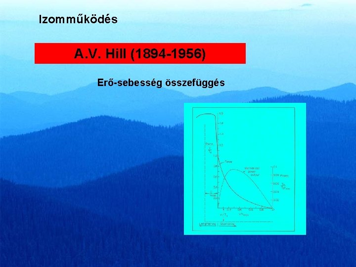 Izomműködés A. V. Hill (1894 -1956) Erő-sebesség összefüggés 