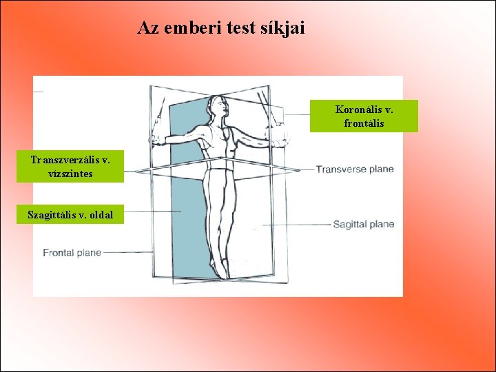 Az emberi test síkjai Koronális v. frontális Transzverzális v. vízszintes Szagittális v. oldal 