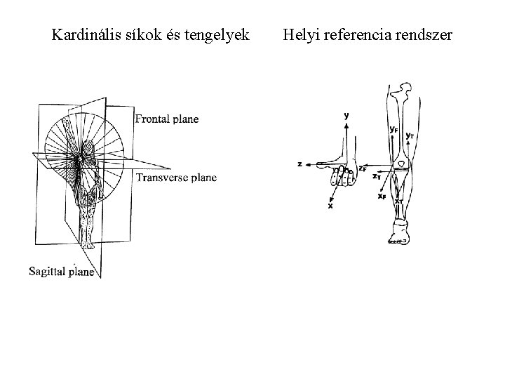 Kardinális síkok és tengelyek Helyi referencia rendszer 