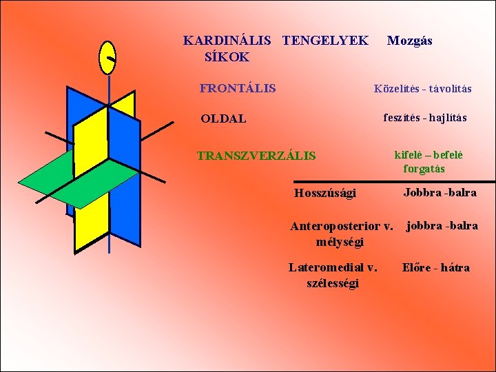 KARDINÁLIS TENGELYEK SÍKOK FRONTÁLIS Mozgás Közelítés - távolítás feszítés - hajlítás OLDAL TRANSZVERZÁLIS Hosszúsági